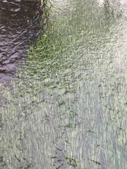 Ranunculus pseudofluitans