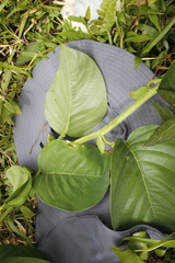 Passiflora quadrangularis