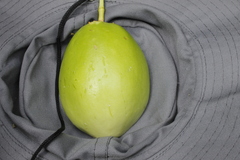 Passiflora quadrangularis