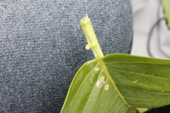 Passiflora quadrangularis