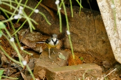 Motacilla flaviventris