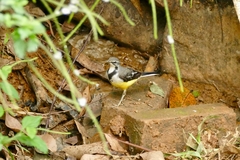 Motacilla flaviventris
