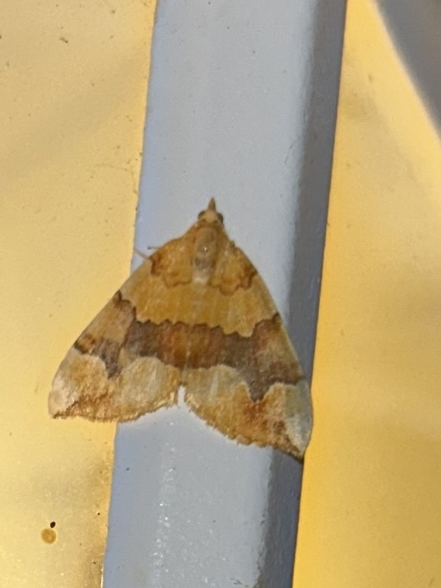 Barred Yellow from Eglingham Way, Morpeth, England, GB on July 14, 2023