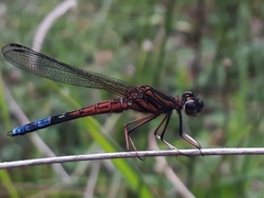 Platycypha fitzsimonsi