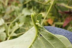 Passiflora quadrangularis