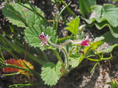 Pelargonium althaeoides
