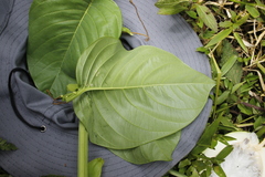 Passiflora quadrangularis