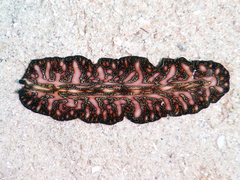Pseudocerotidae