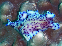 Pseudoceros laingensis