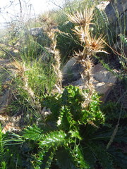 Berkheya carlinoides