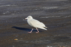 Larus hyperboreus
