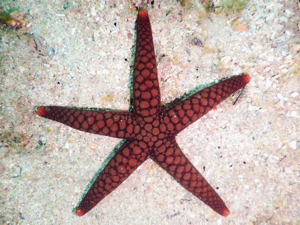 Button Star