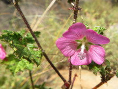 Anisodontea scabrosa