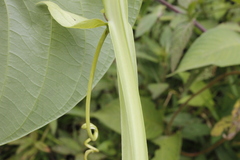 Passiflora quadrangularis
