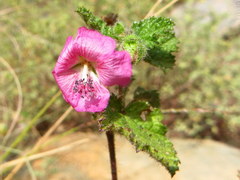Anisodontea scabrosa