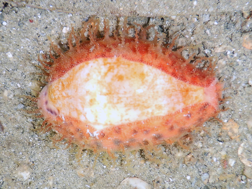 Ovatipsa chinensis