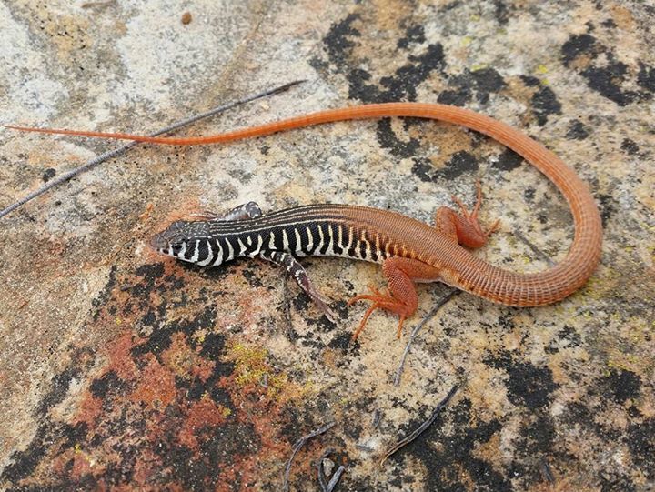 Striped Sandveld Lizard (Reptiles of namaqua national park) · iNaturalist