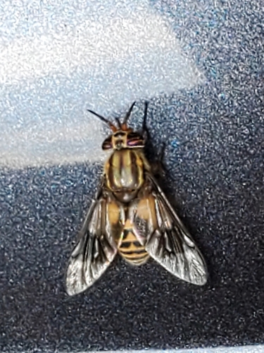 Beautiful Deer Fly photo 4