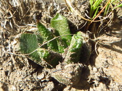 Haworthiopsis scabra