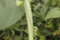 Passiflora quadrangularis