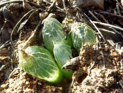Bulbine mesembryanthemoides