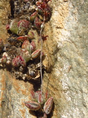 Adromischus triflorus