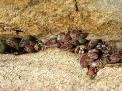 Adromischus triflorus