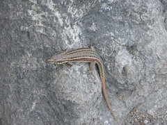 Podarcis filfolensis maltensis