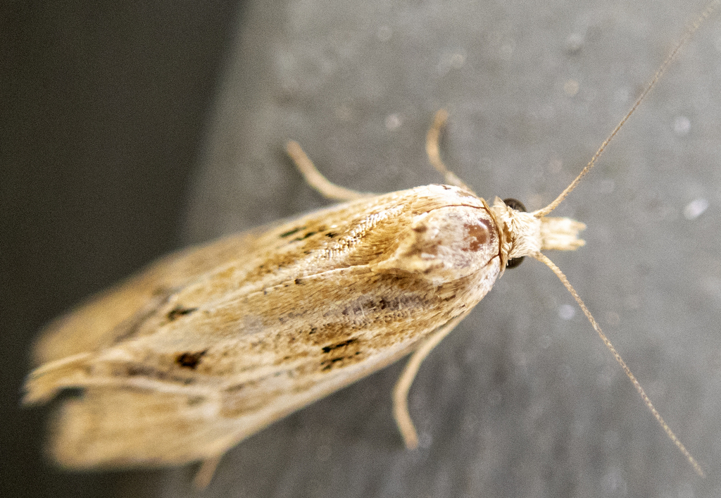 Two-spotted Aethes from Shepard Settlement, Onondaga County, NY, USA on ...