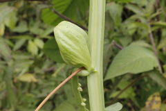 Passiflora quadrangularis