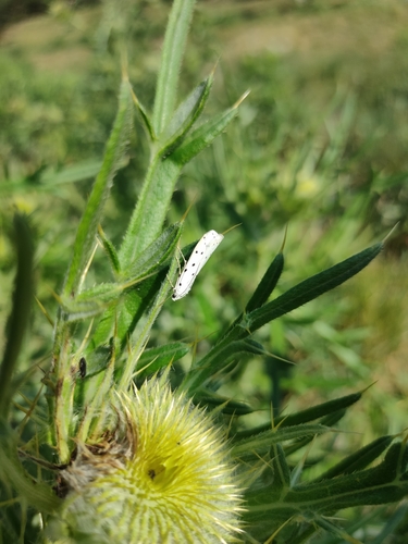 Myelois circumvoluta