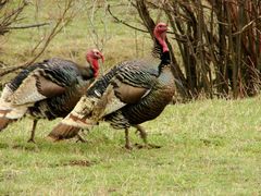 Meleagris gallopavo merriami