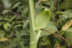 Passiflora quadrangularis