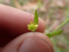 Ranunculus pusillus