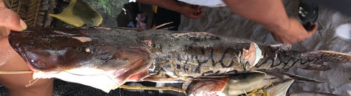 Pseudoplatystoma orinocoense