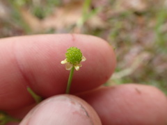 Ranunculus pusillus