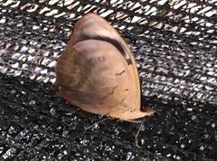 Catonephele numilia numilia