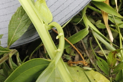 Passiflora quadrangularis