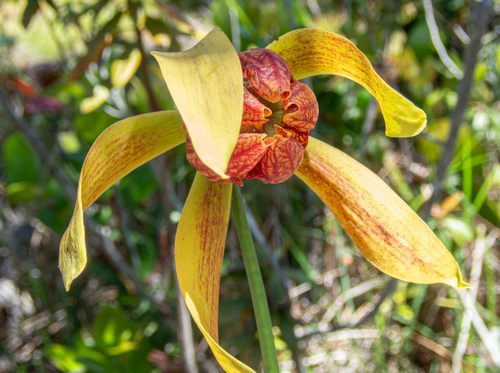 California Pitcher plant (Darlingtonia californica)