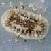 Barnacle-eating Dorid - Photo (c) Minette Layne, some rights reserved (CC BY)