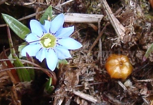 Gentiana sedifolia image