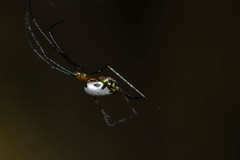 Leucauge taiwanica