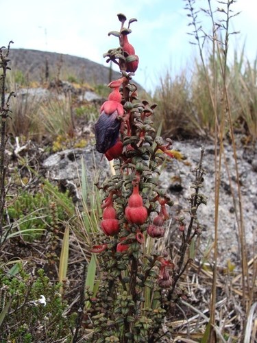 Brachyotum ecuadorense image