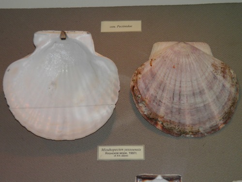 Ezo Giant Scallop