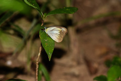 Appias lyncida eleonora