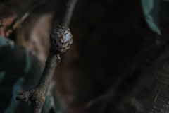 Gnezdilovius formosanus