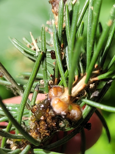 Spruce-bud scale