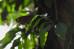Euploea tulliolus koxinga