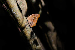 Junonia lemonias aenaria