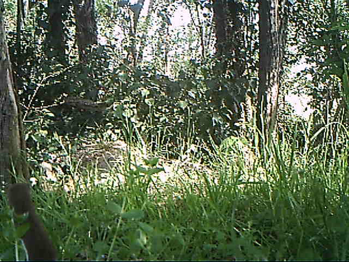 Mustela nivalis